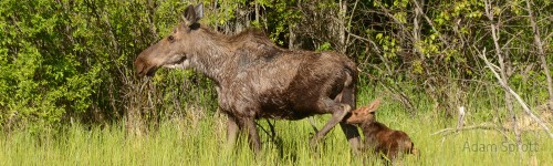 Assessing Pathogen Prevalence and the Health of Ungulates in West-central Alberta Caribou Ranges
