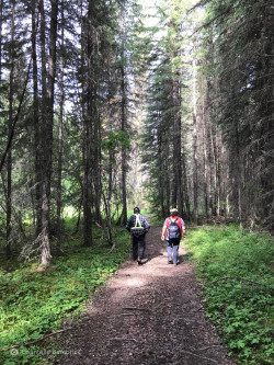 2 people walking on a forest path