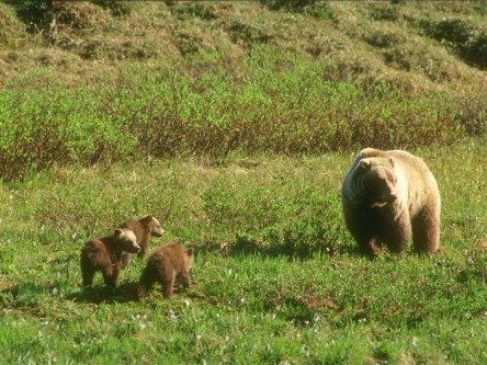 Research to Support Recovery and Long Term Conservation of Grizzly Bears in Alberta