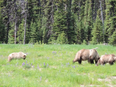 Determining the importance of grizzly bear predation on southern mountain caribou populations