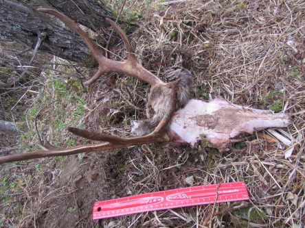 Assessing disease prevalence and caribou health in west-central and north-western Alberta