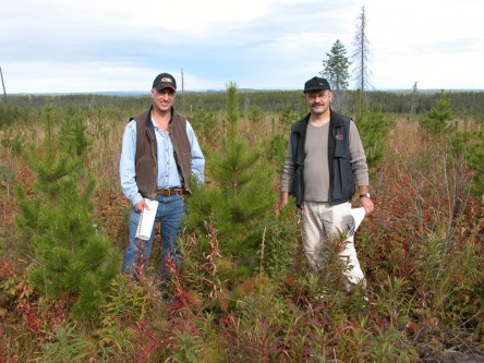 Regenerated Lodgepole Pine Project