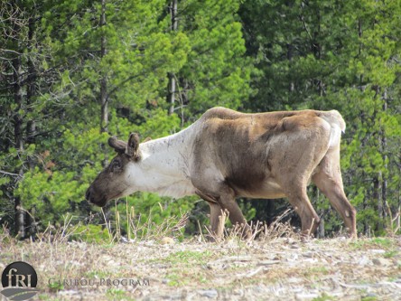 Caribou behaviour and calving success in relation to oil and gas development: are all disturbances created equal?